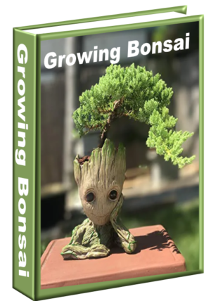 Growing Bonsai